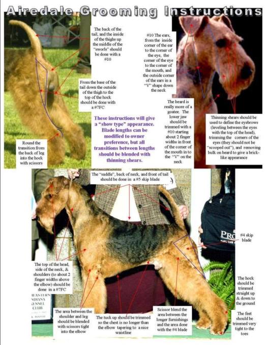 15822775_1525021770845644_6178399692192255465_n