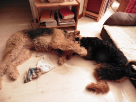 biteyface-kopie-900x675