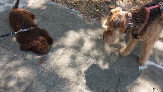 36587396_10216395060218667_2342000487747813376_n