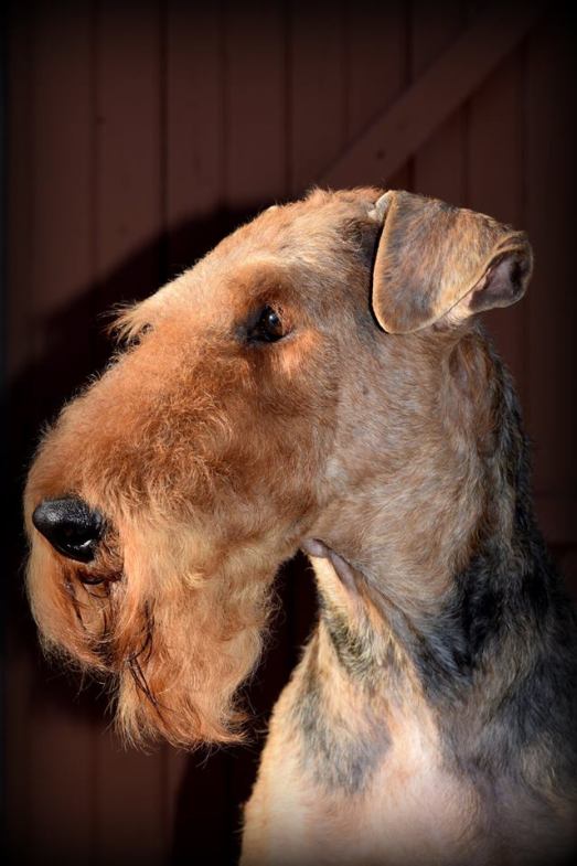 Basidale Braveheart - vader van Lizzie (002)